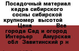 Посадочный материал кедра сибирского (сосны сибирской) крупномер, высотой 3-3.5  › Цена ­ 19 800 - Все города Сад и огород » Интерьер   . Амурская обл.,Завитинский р-н